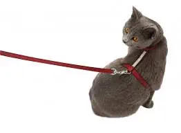 veterinaire de garde Les Bons Villers