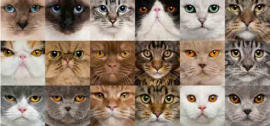veterinaire de garde Wayaux