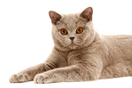 veterinaire de garde Wayaux