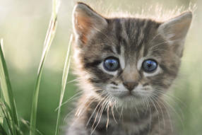 veterinaire de garde Vieux-Genappe