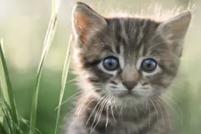 veterinaire de garde Vieux-Genappe