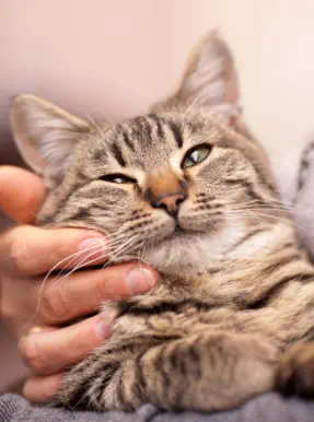 veterinaire de garde Houtain-Le-Val