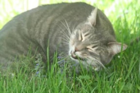 veterinaire de garde Loupoigne