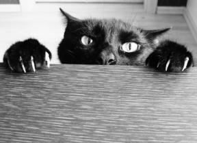 veterinaire de garde Loupoigne