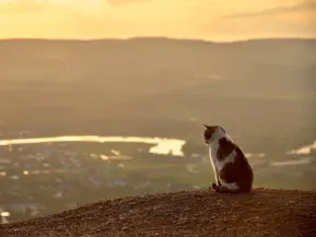 veterinaire de garde Henripont