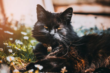 veterinaire de garde Arquennes