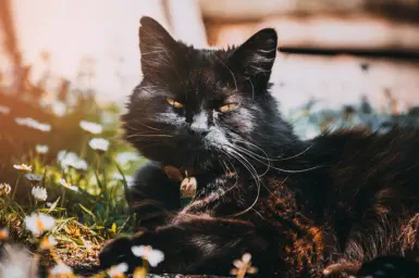 veterinaire de garde Arquennes