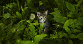 veterinaire de garde Arquennes