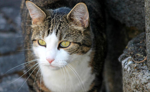 veterinaire de garde Braine le Comte