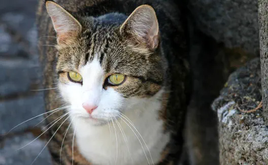 veterinaire de garde Braine le Comte