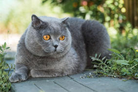 veterinaire de garde Braine le Comte