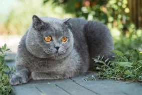 veterinaire de garde Braine le Comte