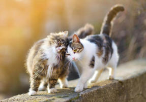 veterinaire de garde Hennuyeres