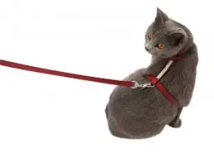 veterinaire de garde Les Bons Villers