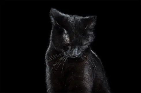 veterinaire de garde Lillois-Witterzée