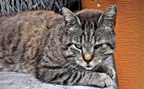 veterinaire de garde Monstreux