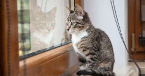 veterinaire de garde Petit-Roeulz-lez-Braine