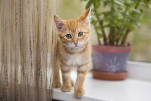 veterinaire de garde Vieux-Genappe