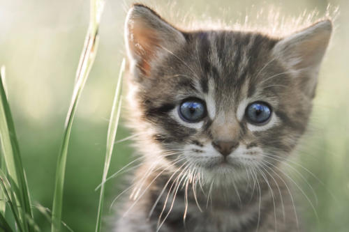 veterinaire de garde Vieux-Genappe